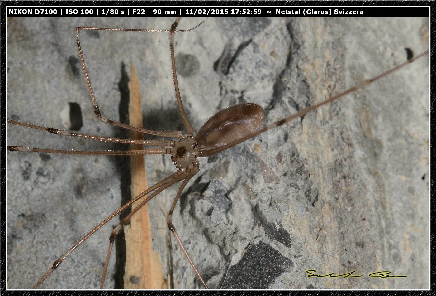 Pholcus phalangioides - Glarus (Svizzera)